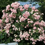 아파트 Am Rhein Koblach