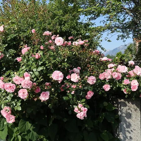 Am Rhein Koblach