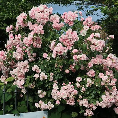 Appartement Am Rhein Koblach